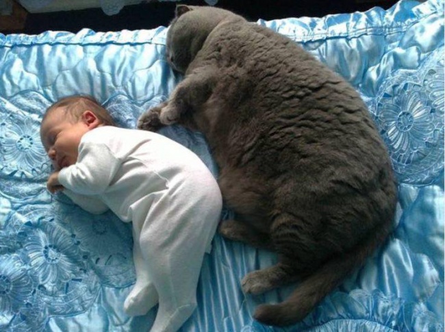 Illustration de l'article : 25 cute pets snapped mimicking their owners