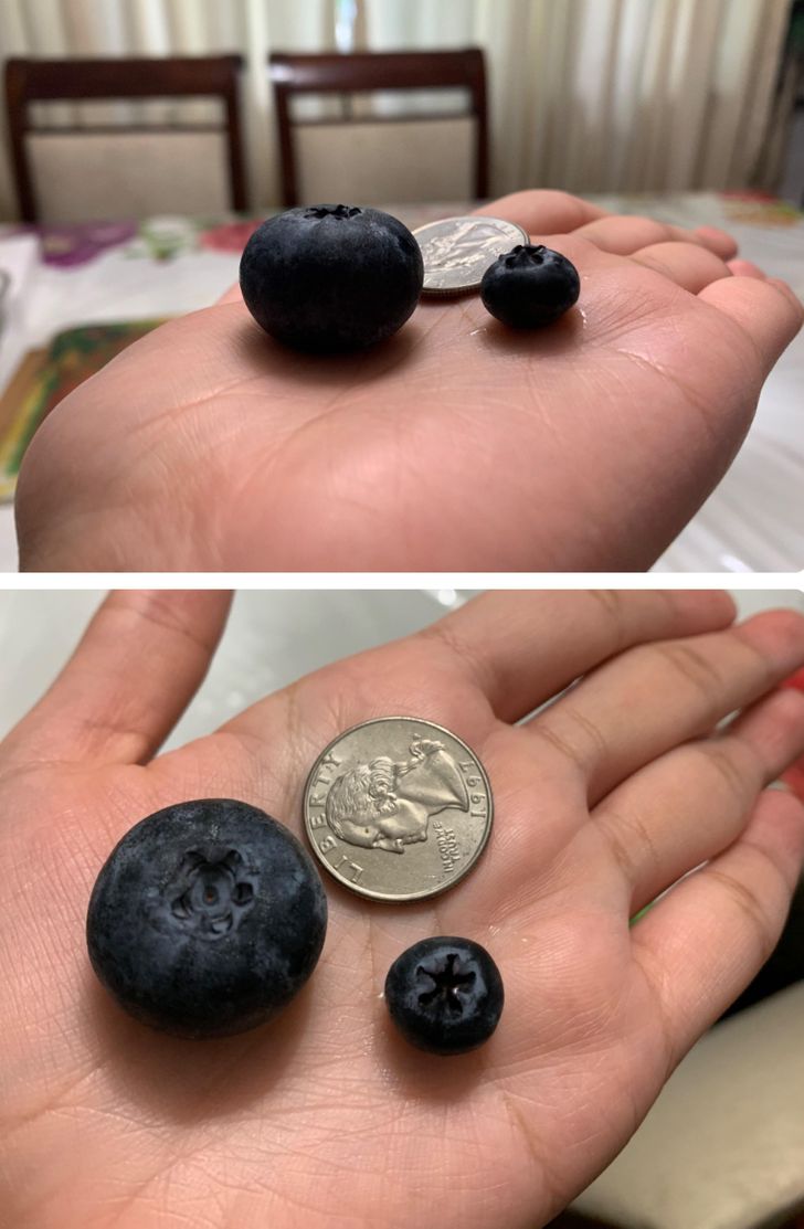 Illustration de l'article : 16 photos that illustrate the beauty and originality of nature