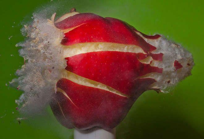 Illustration de l'article : 12 pictures of everyday objects that were taken during a bullet impact!