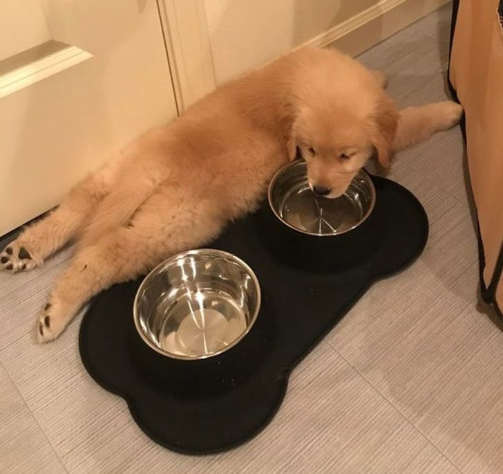 Illustration de l'article : 20 photos that show how tough life can be for a pampered pet