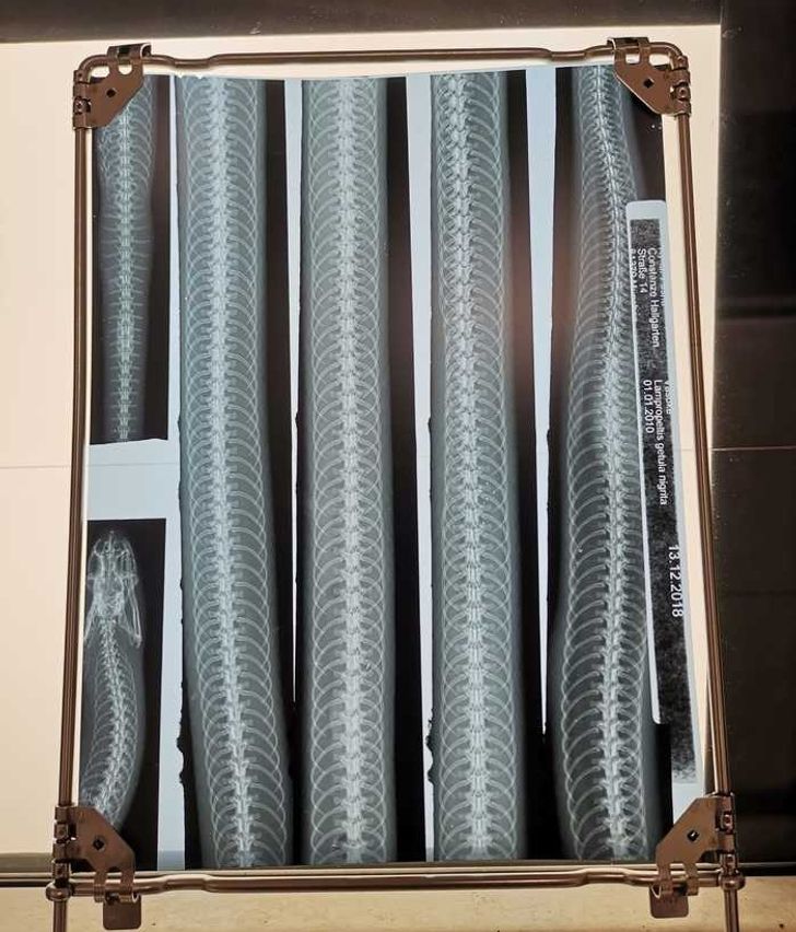 Illustration de l'article : 14 X-ray images that reveal a hidden story