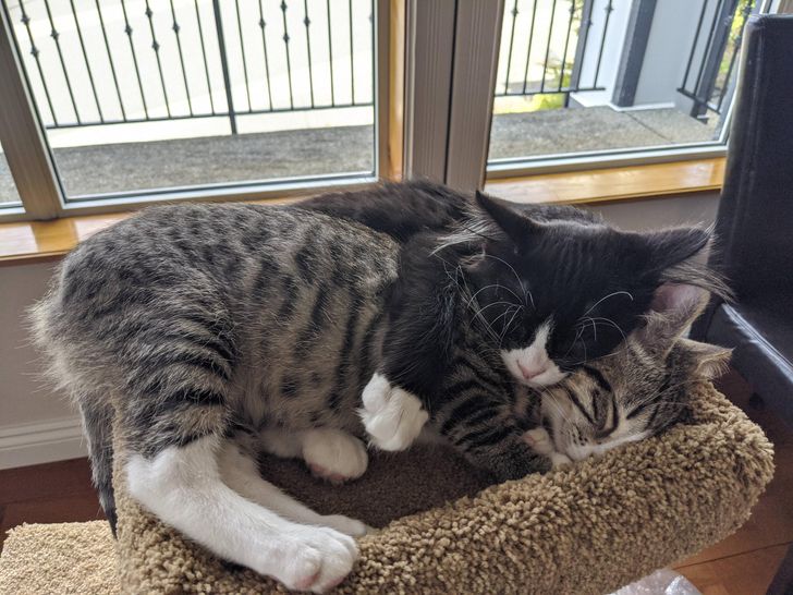 Illustration de l'article : 17 abandoned cats and dogs that found a loving forever home