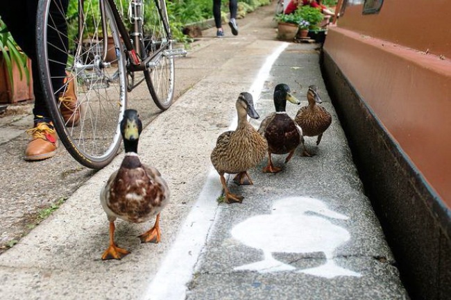 Illustration de l'article : 13 examples that show our kindness to animals