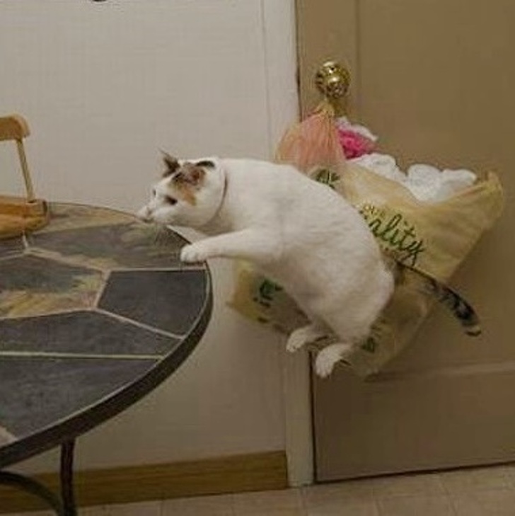 Illustration de l'article : 20 photos snapped at exactly the right moment