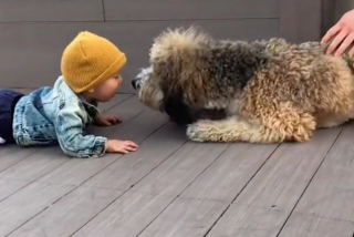Illustration de l'article : La première rencontre entre un petit garçon et un chien émeut la toile (vidéo)