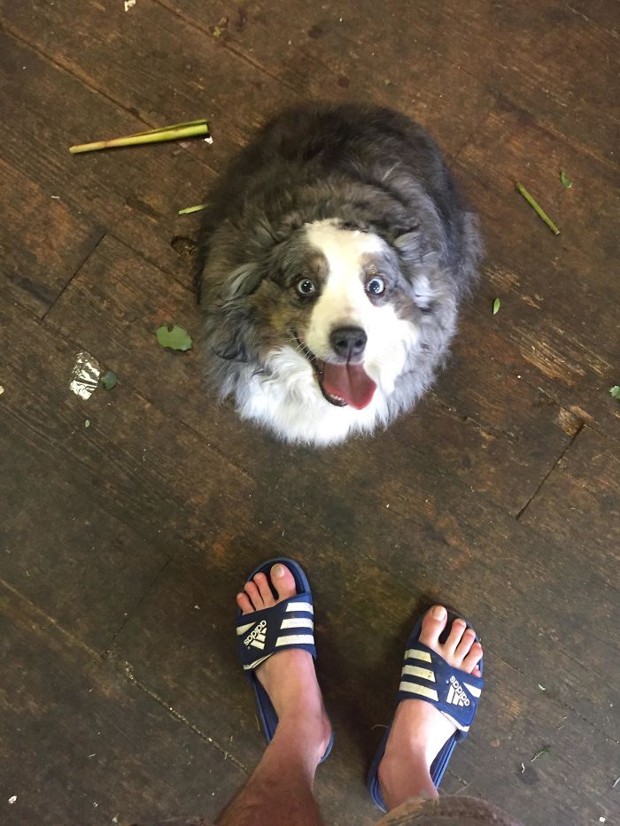 Illustration de l'article : 20 adorable photos of Australian Shepherd dogs