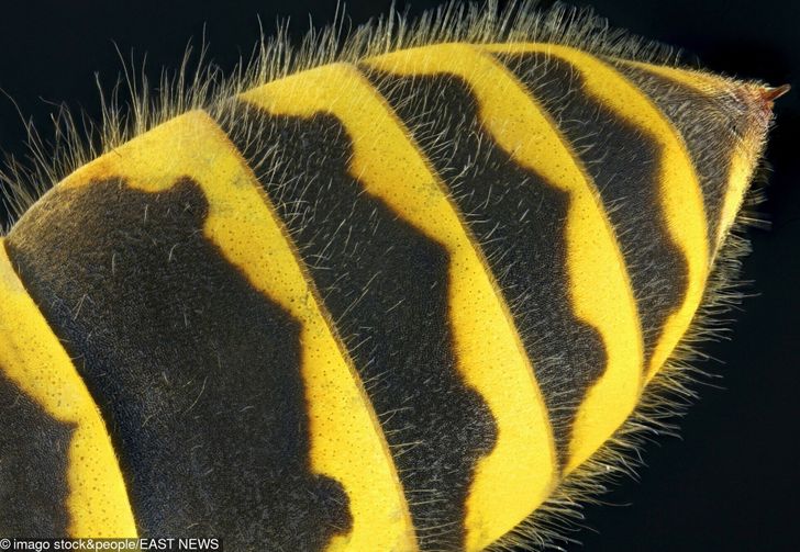 Illustration de l'article : 16 fascinating microscope photos that show off mesmerizing details 