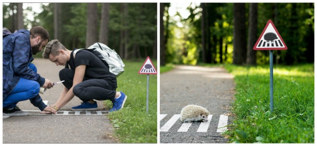 Illustration de l'article : 13 examples that show our kindness to animals