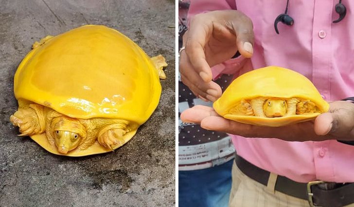 Illustration de l'article : 16 photos that illustrate the beauty and originality of nature