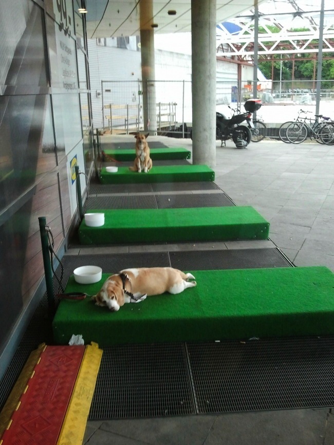 Illustration de l'article : 13 examples that show our kindness to animals
