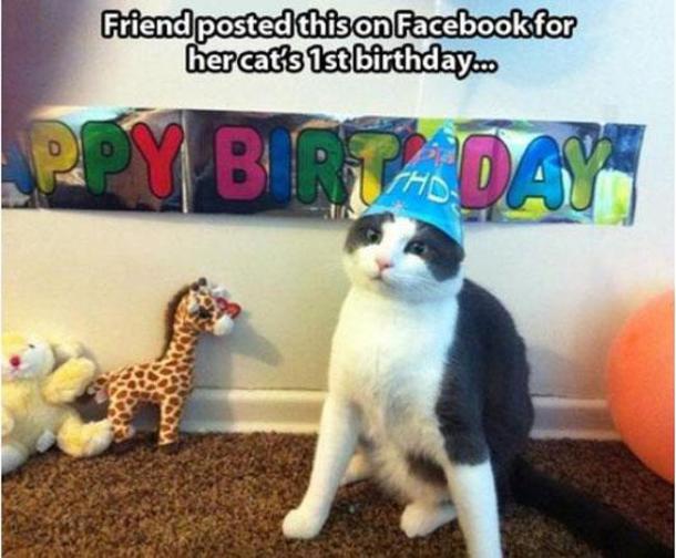 Illustration de l'article : 18 problems that anyone who has a cat experiences everyday