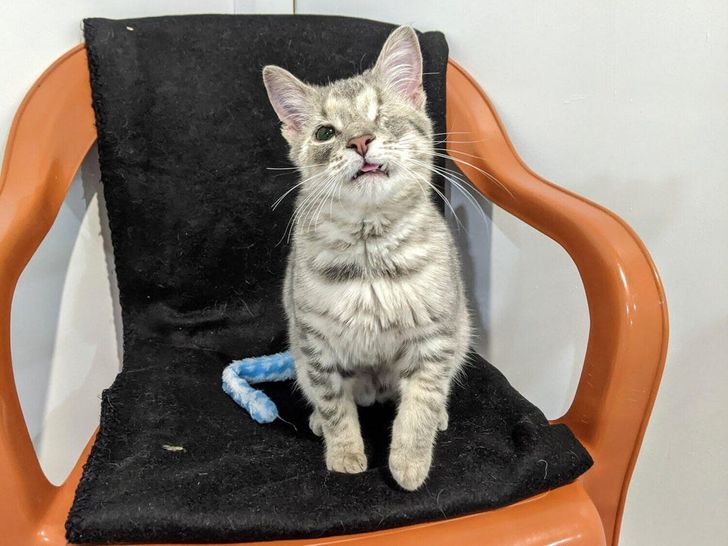 Illustration de l'article : 17 abandoned cats and dogs that found a loving forever home