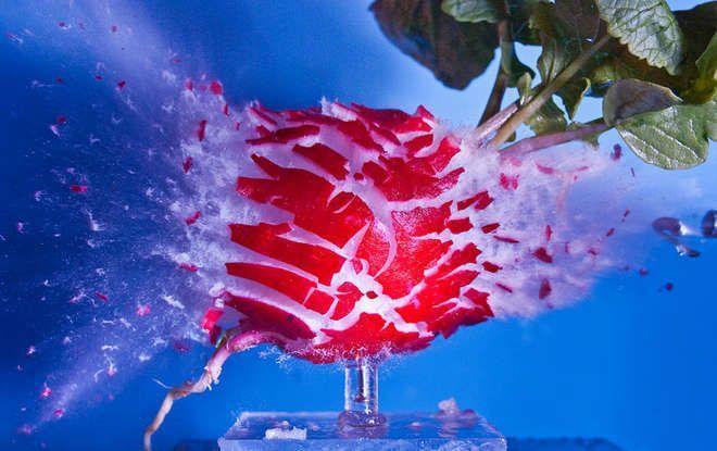 Illustration de l'article : 12 pictures of everyday objects that were taken during a bullet impact!