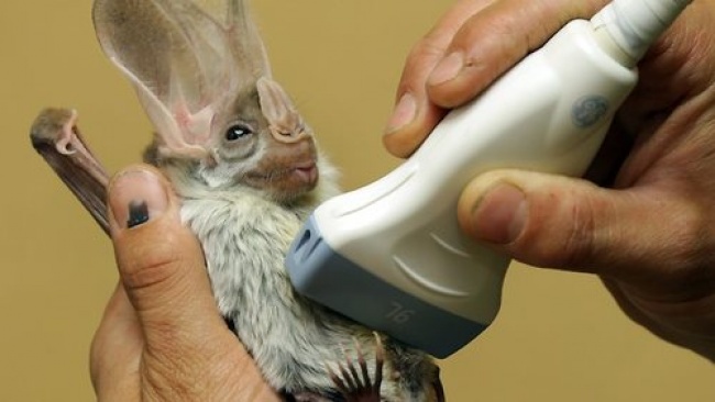 Illustration de l'article : 15 absolutely beautiful animal mothers