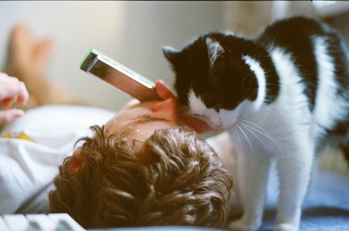 Illustration de l'article : 18 problems that anyone who has a cat experiences everyday