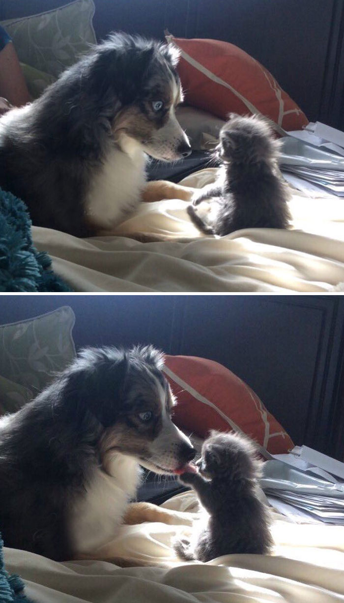Illustration de l'article : 20 adorable photos of Australian Shepherd dogs