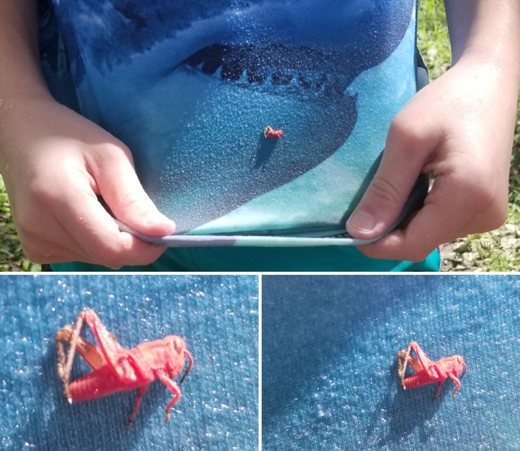 Illustration de l'article : 16 photos that illustrate the beauty and originality of nature