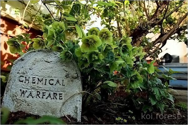 Illustration de l'article : 15 photos of the world's most dangerous garden