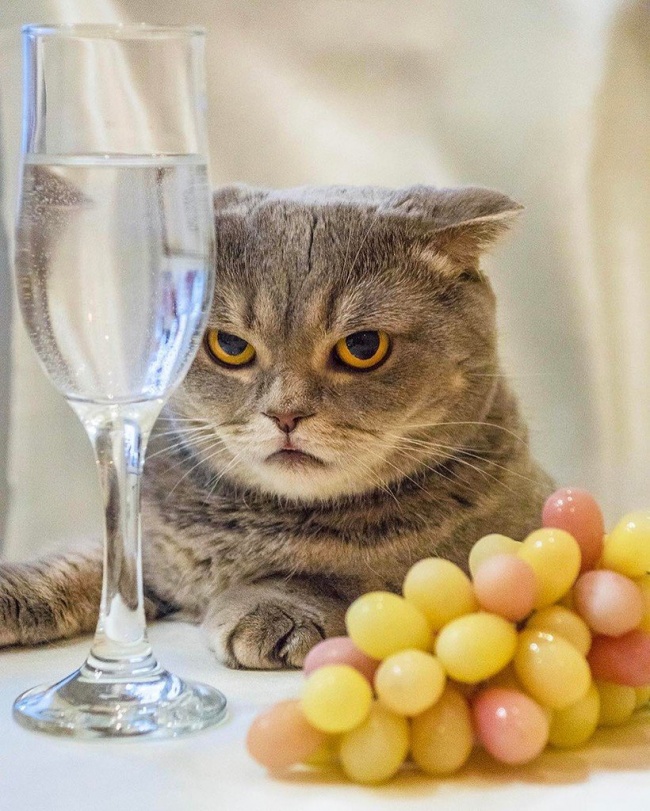 Illustration de l'article : 15 images that show how life with a cat can sometimes be complicated