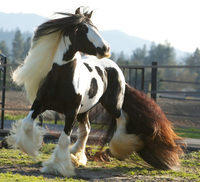 Illustration de l'article : 20 unusual photos of horses with moustaches