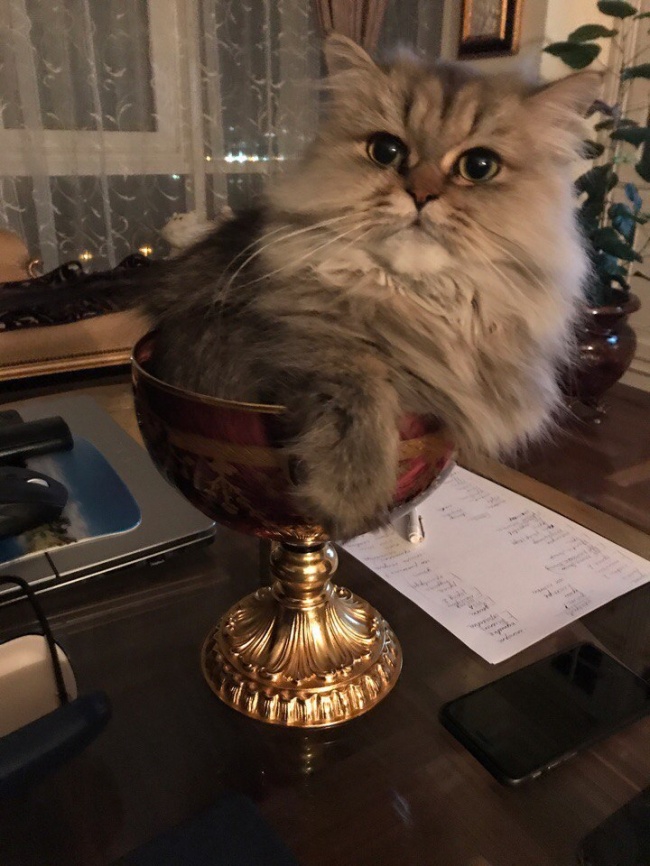 Illustration de l'article : 22 photos that prove cats really are a law unto themselves