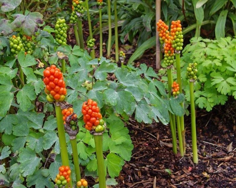 Illustration de l'article : 15 photos of the world's most dangerous garden