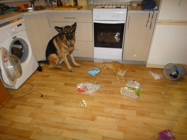 Illustration de l'article : 15 images that show how life with a cat can sometimes be complicated