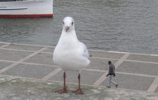 Illustration de l'article : 15 strange photos you’ll have to look at twice to understand