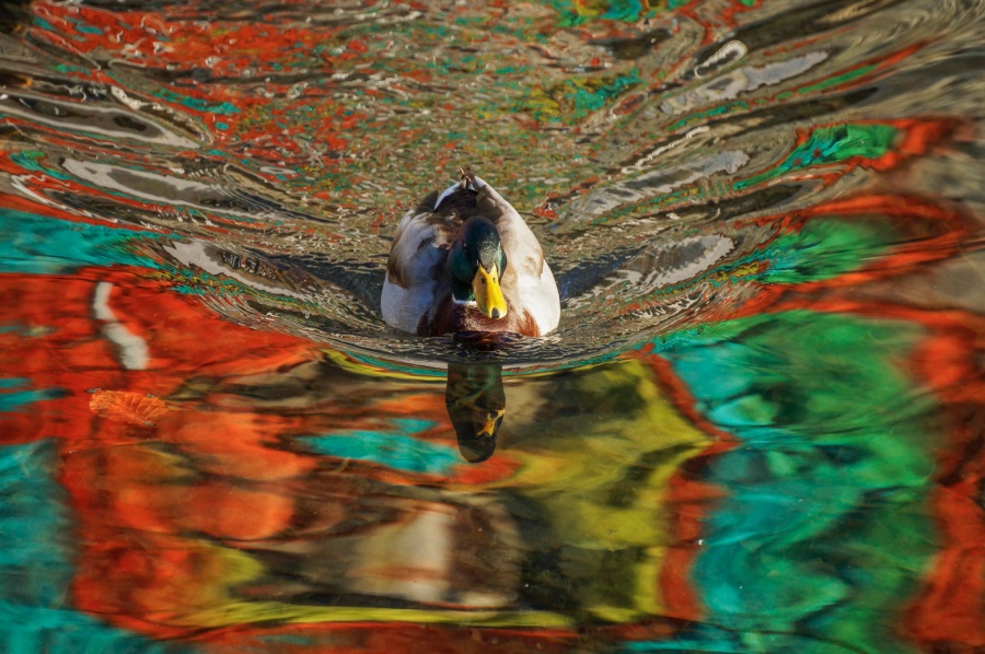 Illustration de l'article : 25 photos you’ll have to look at twice to understand
