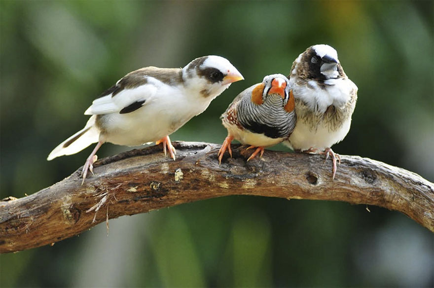 Illustration de l'article : 14 pictures of animals chosen as the funniest of the year