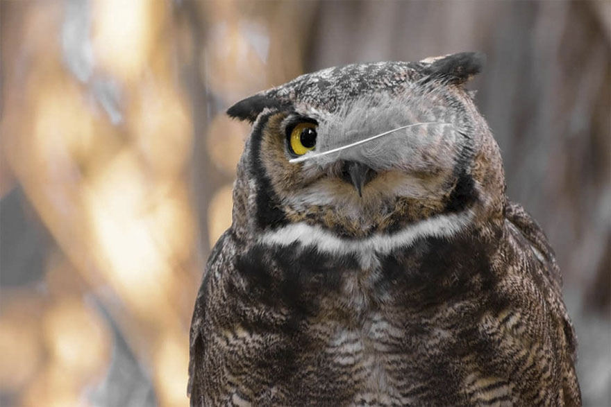 Illustration de l'article : 14 pictures of animals chosen as the funniest of the year