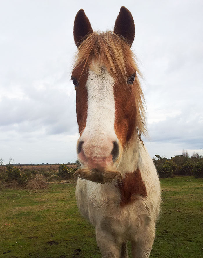 Illustration de l'article : 20 unusual photos of horses with moustaches