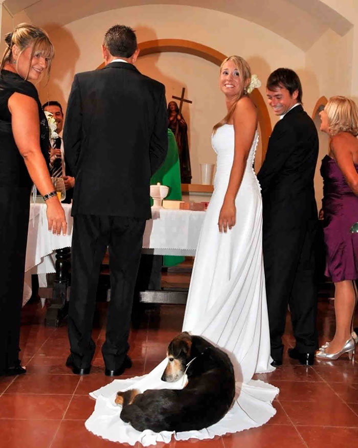Illustration de l'article : 20 hilarious wedding photobombs that crowned the newlyweds' special day
