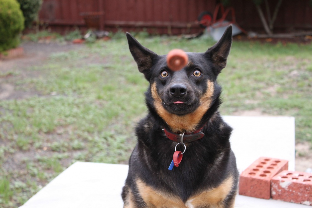 Illustration de l'article : 21 unlikely photos taken just before a catastrophe!