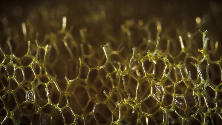 Illustration de l'article : 16 fascinating microscope photos that show off mesmerizing details 