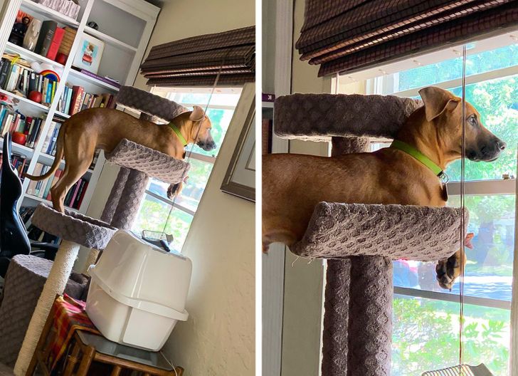 Illustration de l'article : 15 photos of dogs who think they’re cats
