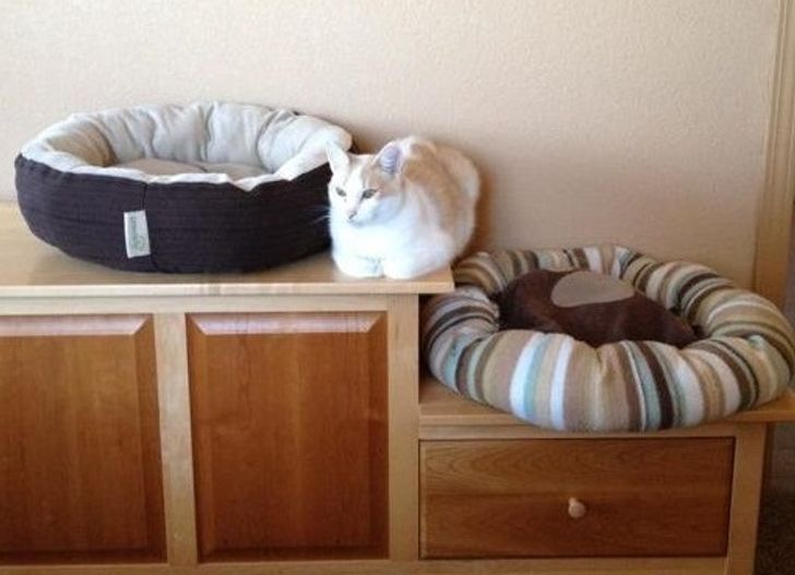 Illustration de l'article : 20 photos that show how tough life can be for a pampered pet