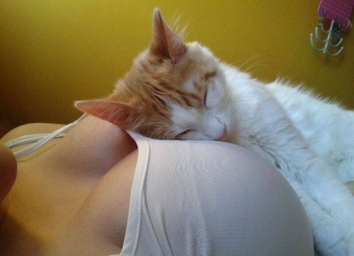 Illustration de l'article : 18 problems that anyone who has a cat experiences everyday