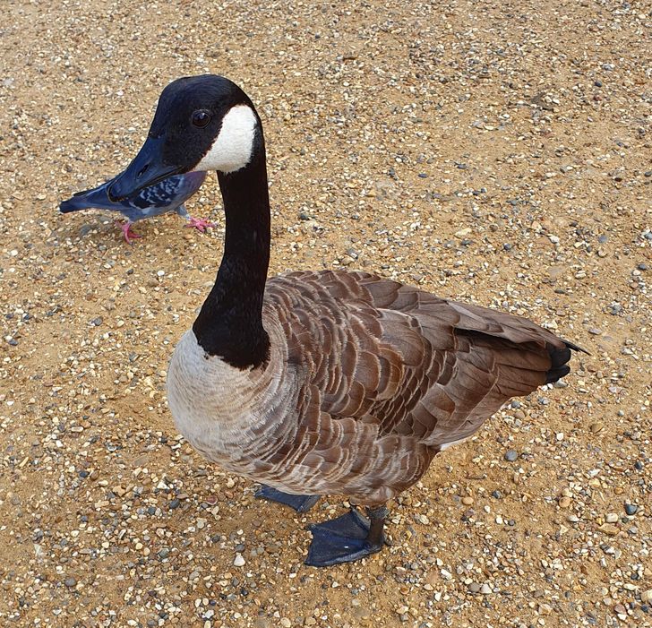 Illustration de l'article : 20 photos that aren’t what they seem