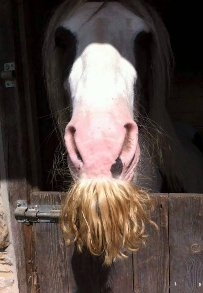 Illustration de l'article : 20 unusual photos of horses with moustaches