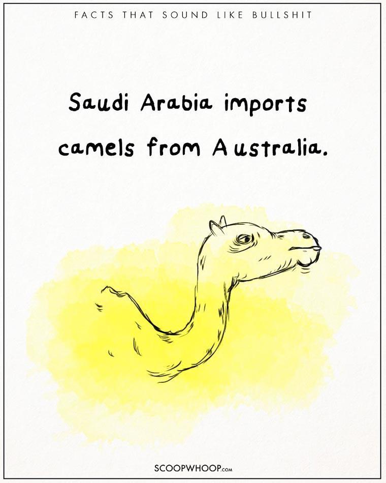Illustration de l'article : 22 crazy but totally true facts illustrated with drawings!