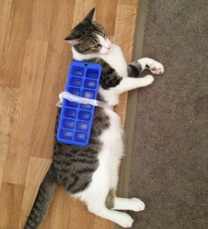 Illustration de l'article : 20 reasons why Australia is a unique country