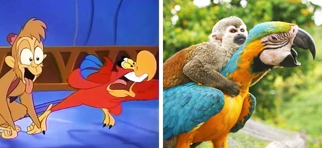 Illustration de l'article : 14 animals that are the exact copies of our favorite cartoon characters