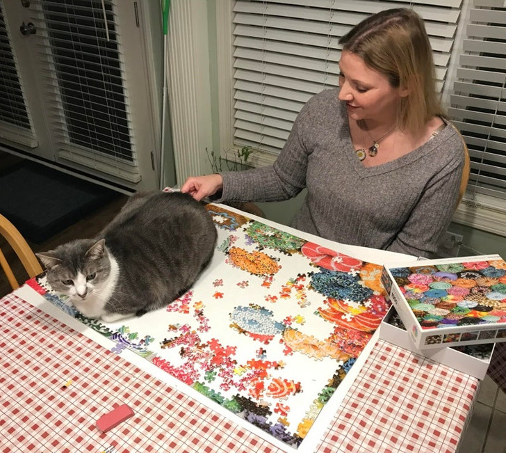 Illustration de l'article : 19 photos of cats that prove they make their own rules