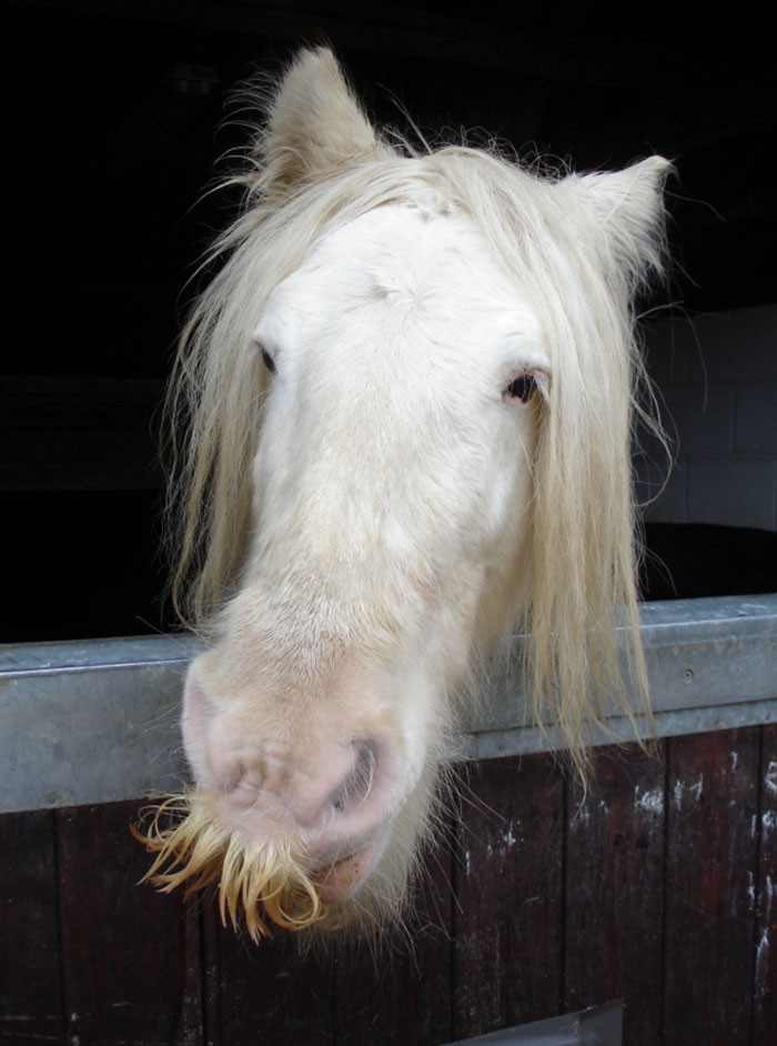 Illustration de l'article : 20 unusual photos of horses with moustaches