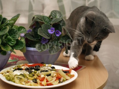 Illustration de l'article : 18 problems that anyone who has a cat experiences everyday