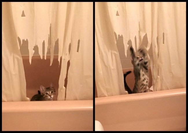 Illustration de l'article : 18 animals that were caught in the act