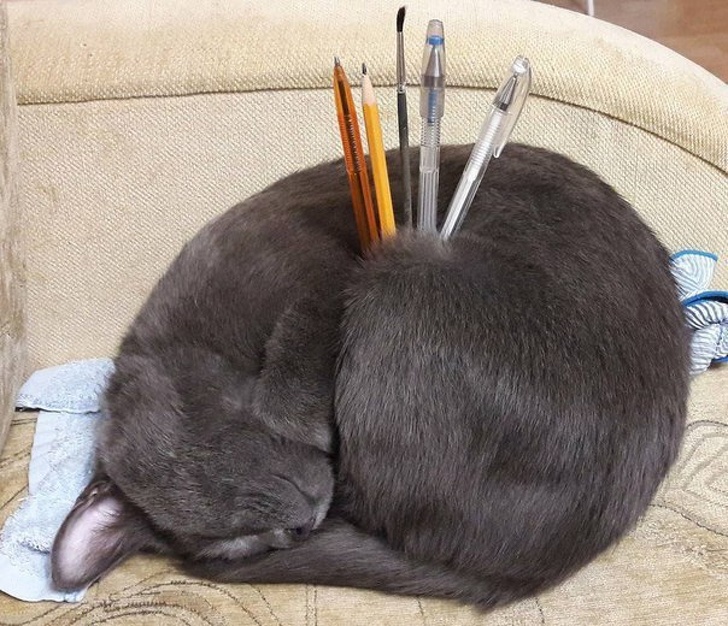 Illustration de l'article : 12 people and animals that like to do things their own way