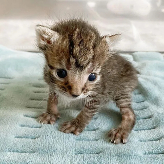 Illustration de l'article : Un chaton minuscule se transforme en un félin épanoui et rempli d’amour (vidéo)