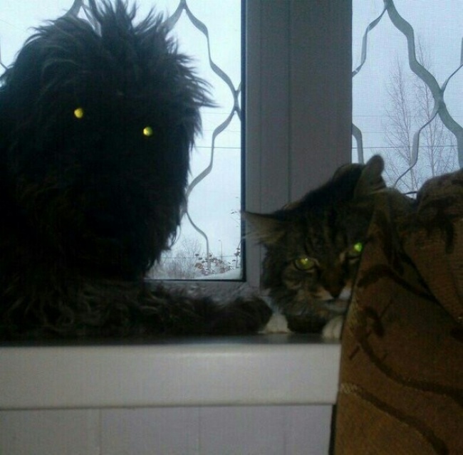 Illustration de l'article : 22 photos that prove cats really are a law unto themselves